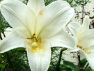 White Lily