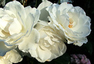 White Roses Sunshine