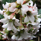 White Spring Bergenia