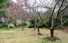 Winter Paddock Garden