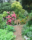 Woodland Path Rhododendron