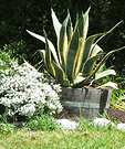 Agave Hebe