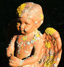 Angel Lichen Terracotta