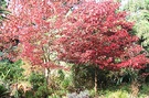 Autumn Red Oaks