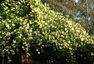 Banksia Rose Lutea