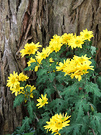 Bark Mums Yellow