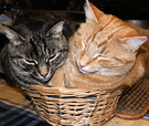 Basket Two Cats