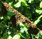 Bees Hazelnut Tree