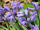 Bells Blue Spring