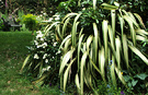 Bench Garden Phormium