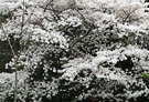 Big Blossom