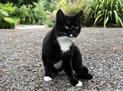 Black Cat