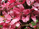 Blossom Malus Tree