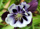 Blue Striped Aquilegia