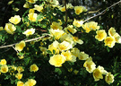 Branch Canary Rose