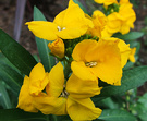 Bright Wallflower Yellow