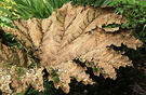 Brown Gunnera Winter