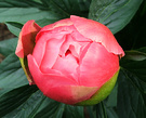 Bud Peony Coral