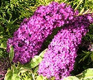 Buddleia Flower