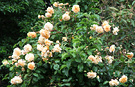 Buff Rose Tree