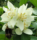 Bumble Bee Philadelphus