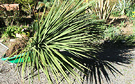 Cabbage Tree Shadows