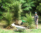 Cabbage Trees Planted