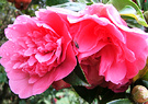 Camellia Raindrop Pink