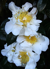 Camellias Three White