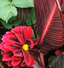 Canna Dahlia Red