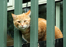 Cat Balcony Ginger