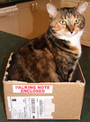 Cat Cardboard Box