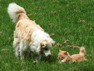 Cat Dog Gardening