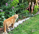 Cat Euphorbia Lawn