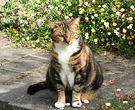 Cat Fat Tortoiseshell