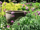 Chanticleer Pot Alliums