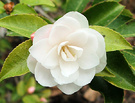 Cinnamon Cindy Camellia