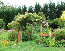 Cleared Pergola Roses