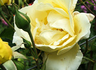 Climbing Rose Lemon