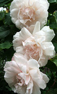 Climbing Rose Pale