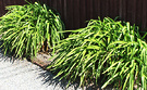 Clumps Agapanthus Foliage