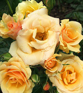 Cluster Apricot Rose