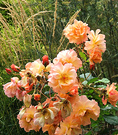 Cluster Apricot Roses