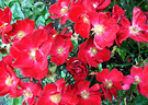 Cluster Red Roses