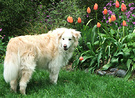 Collie Dog Tulips