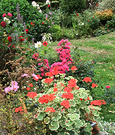 Colourful Mess Garden