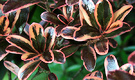 Coprosma Pink Green