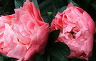 Coral Pink Peonies