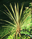 Cordyline Striped Sun