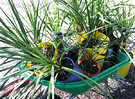 Cordylines Wheelbarrow